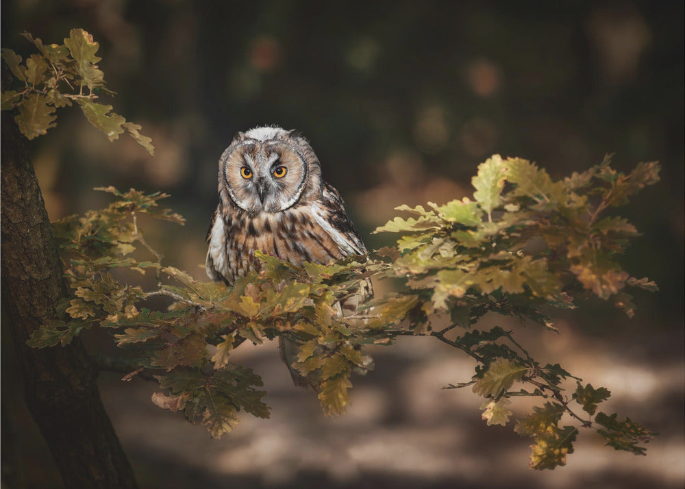 Long eared owl