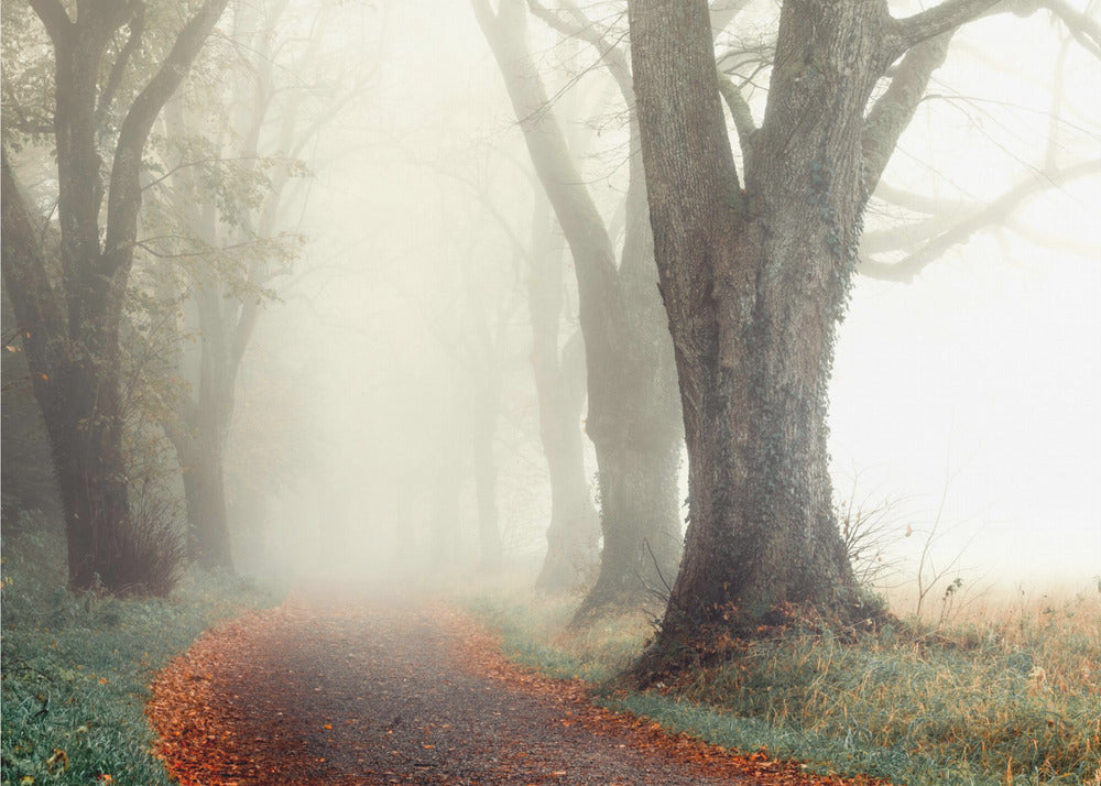 Misty Alley