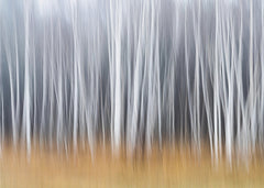 Skog Autumn Mood – kvalitetsprodukt för ett vackrare och mer hållbart hem