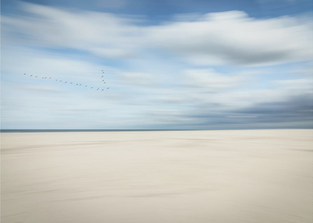 birds at the seaside