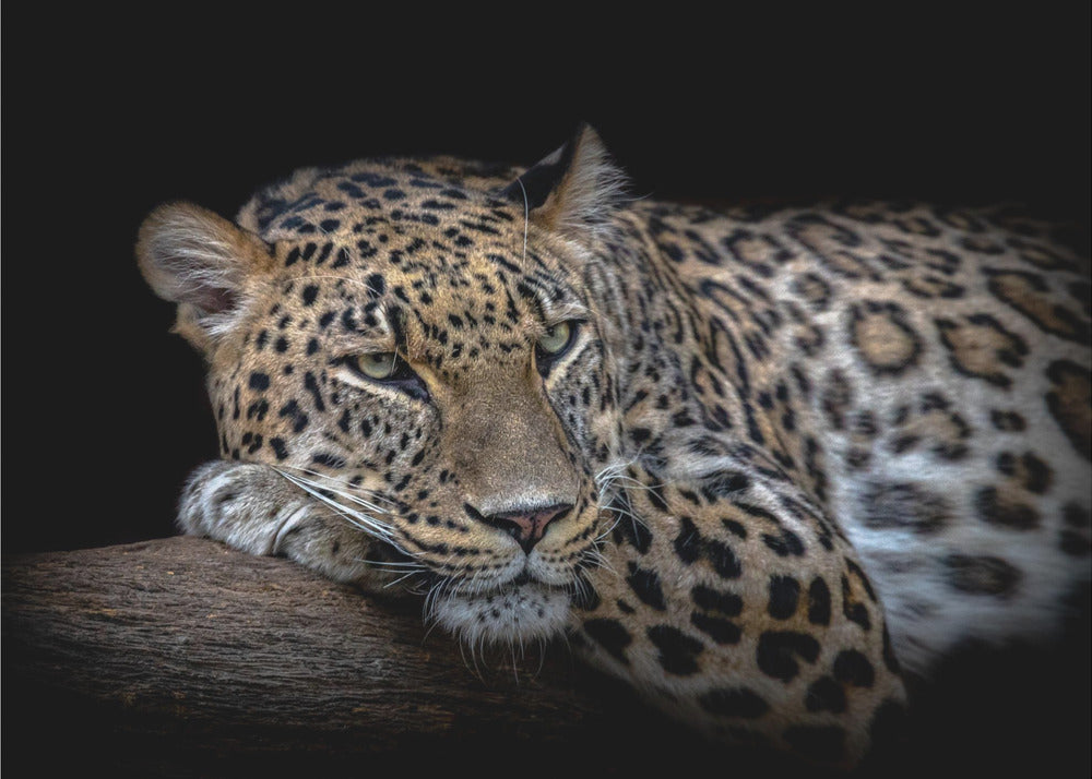 Leopard resting