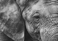 Djur Elephant skin – kvalitetsprodukt för ett vackrare och mer hållbart hem