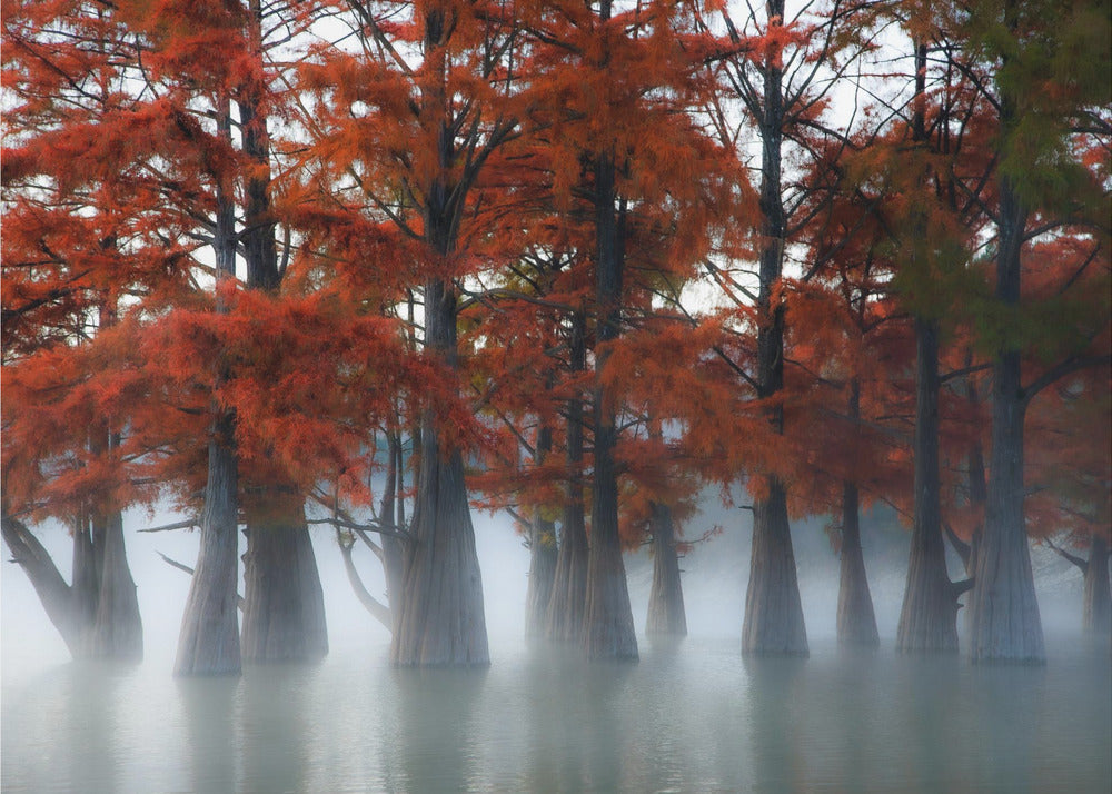 Cypress Trees