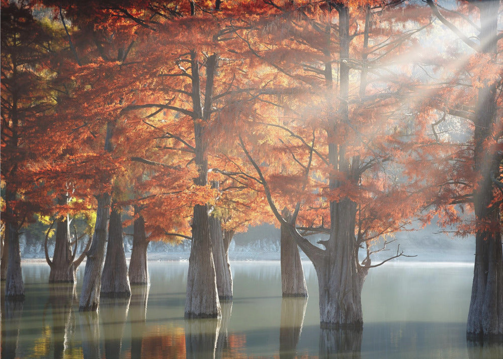 Sunny Cypress Trees