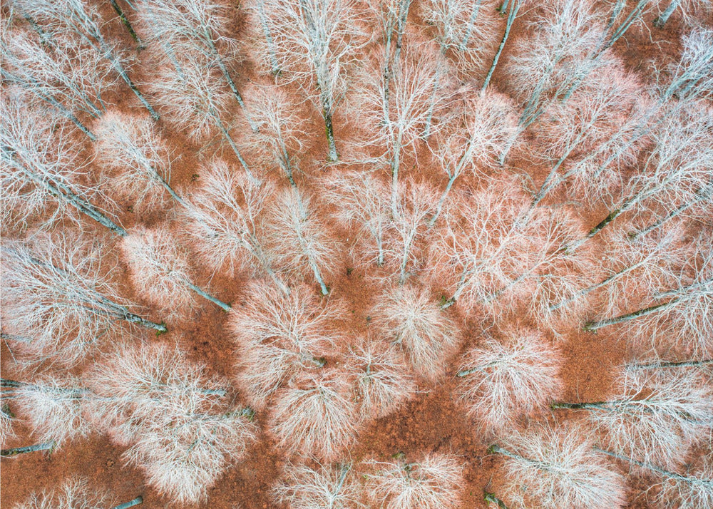 Den nakna skogen