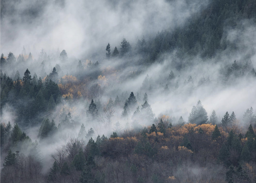 A path of the fog