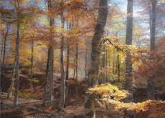 Skog Fall colors – kvalitetsprodukt för ett vackrare och mer hållbart hem