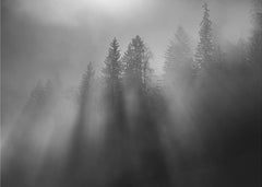 Skog wintersun – kvalitetsprodukt för ett vackrare och mer hållbart hem