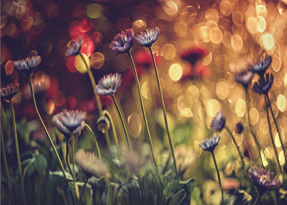 Dreamy Purple Bokeh Flowers