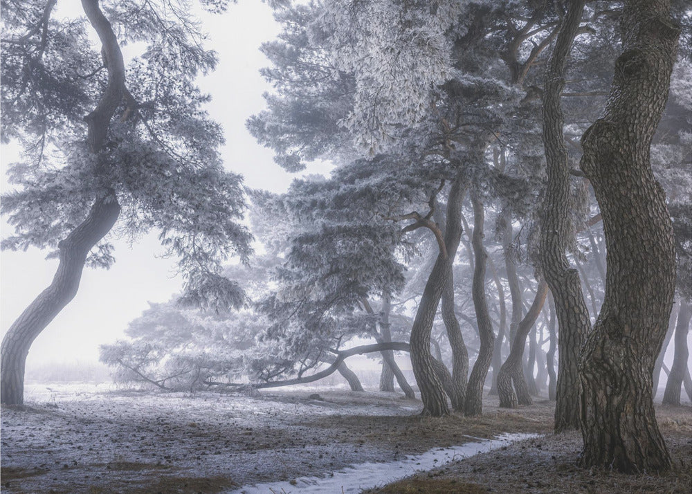 Hoarfrost on the tree