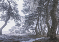 Skog Hoarfrost on the tree – kvalitetsprodukt för ett vackrare och mer hållbart hem