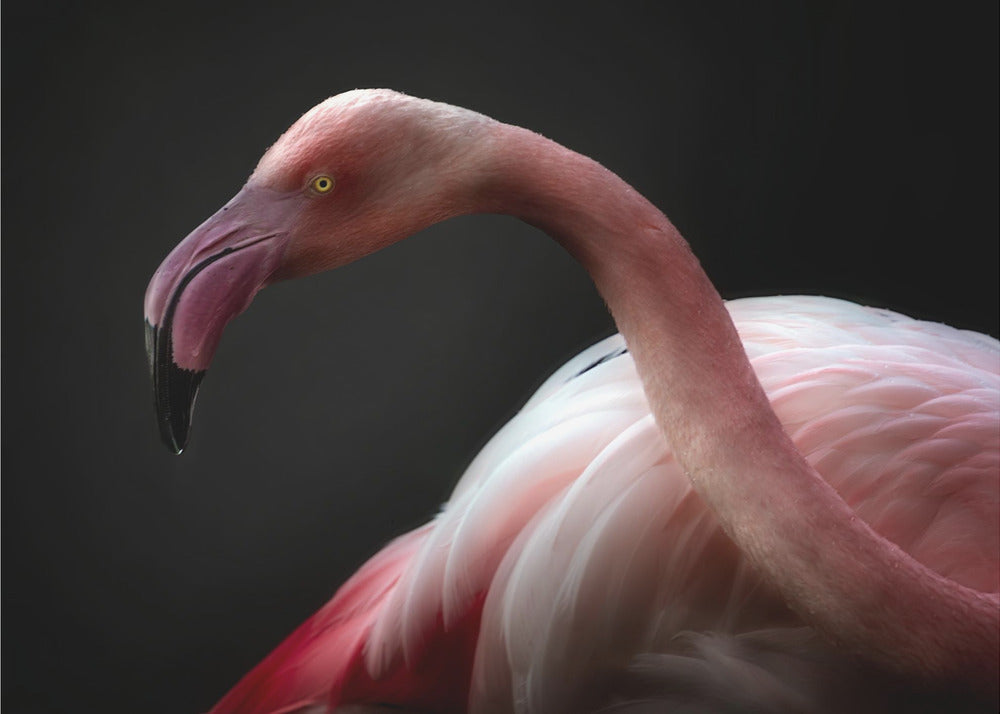 Flamingo portrait