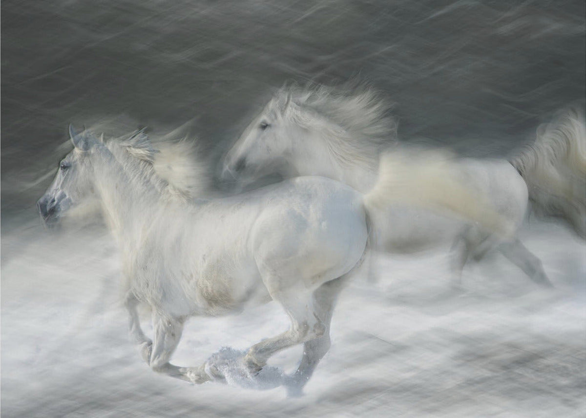 galloping duel