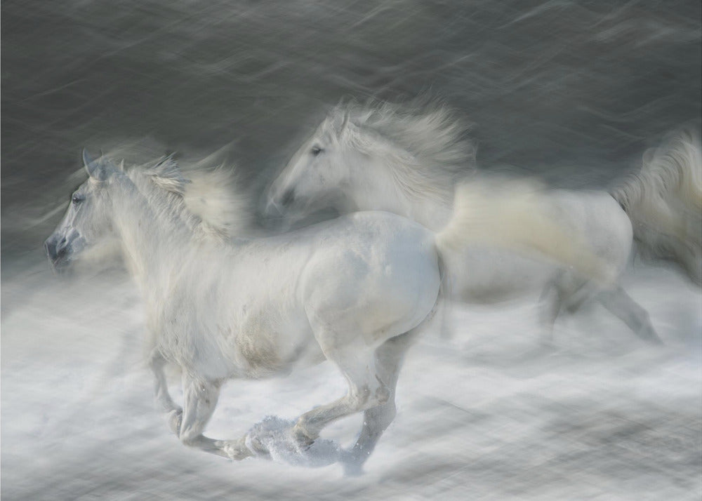 galopp i duell