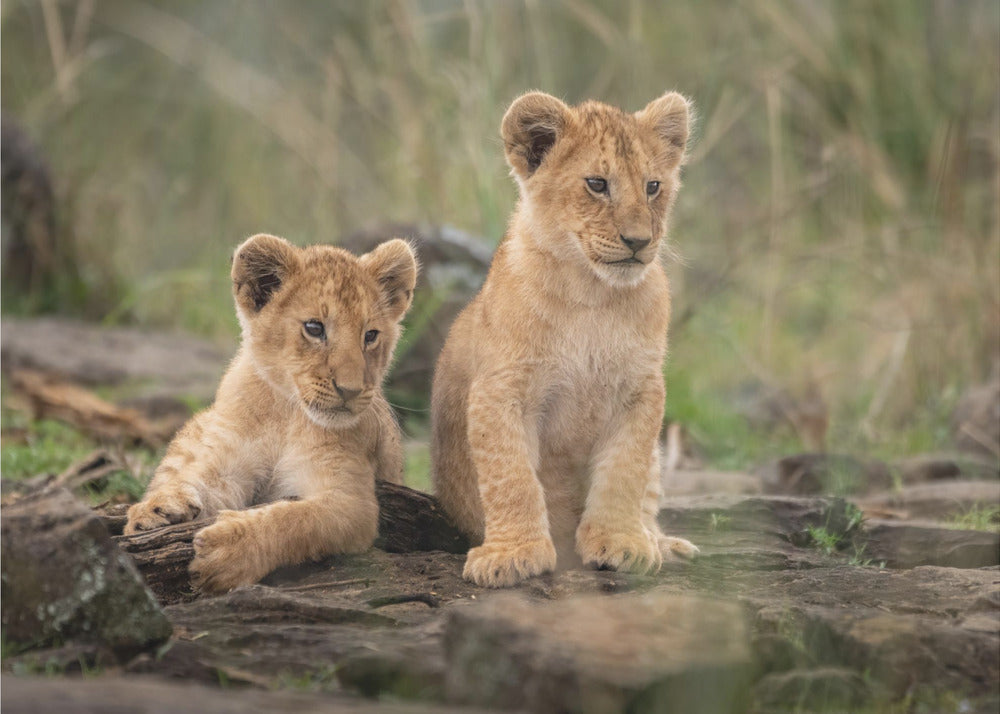 Little lion cubs