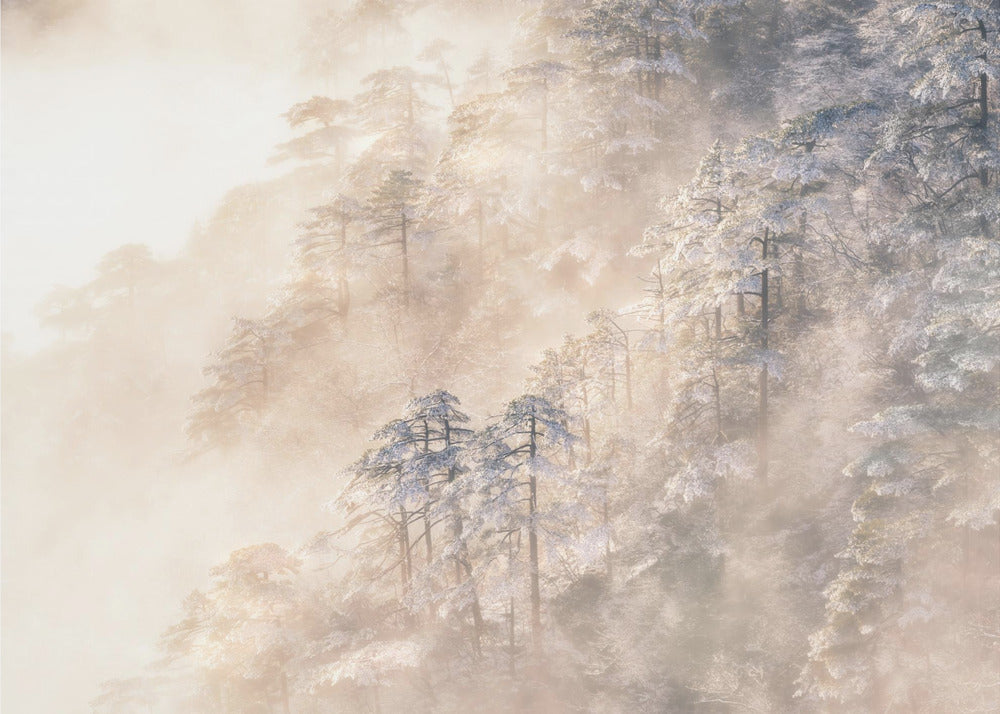 Pinus taiwanensis in the clouds.