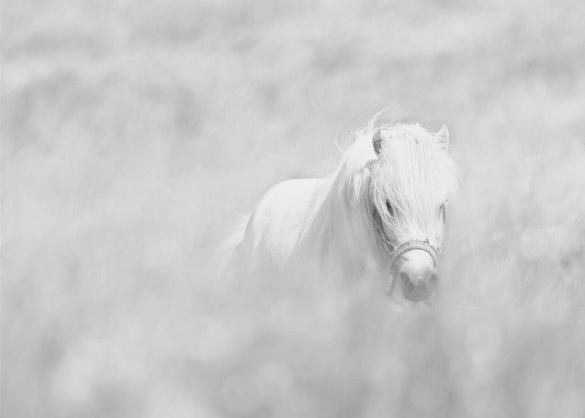 Hvit hest