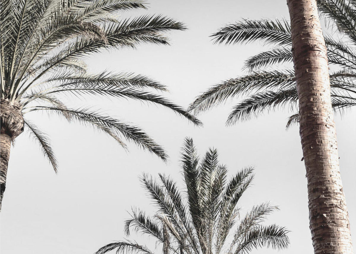 Palm_007