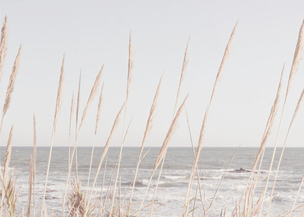 Beach_Reeds_002