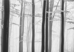 Skog Spring trees – kvalitetsprodukt för ett vackrare och mer hållbart hem