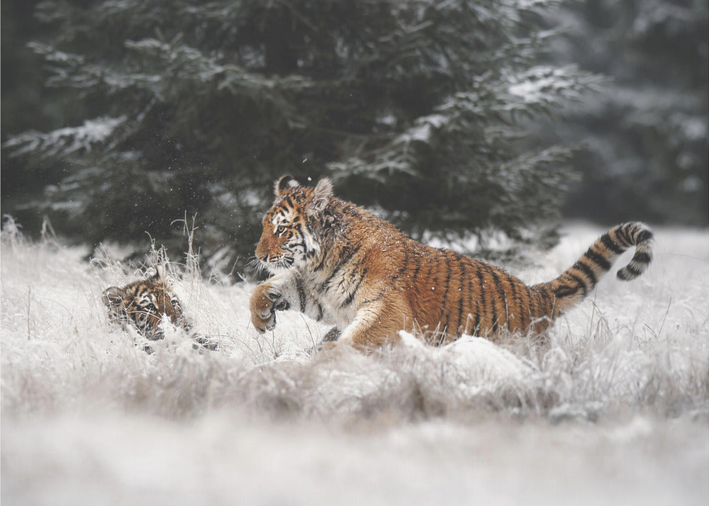 Joy on the snow