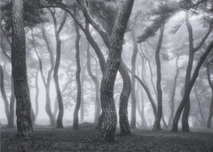 Skog Foggy morning II – kvalitetsprodukt för ett vackrare och mer hållbart hem