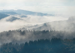 Skog Early morning at Morvan – kvalitetsprodukt för ett vackrare och mer hållbart hem