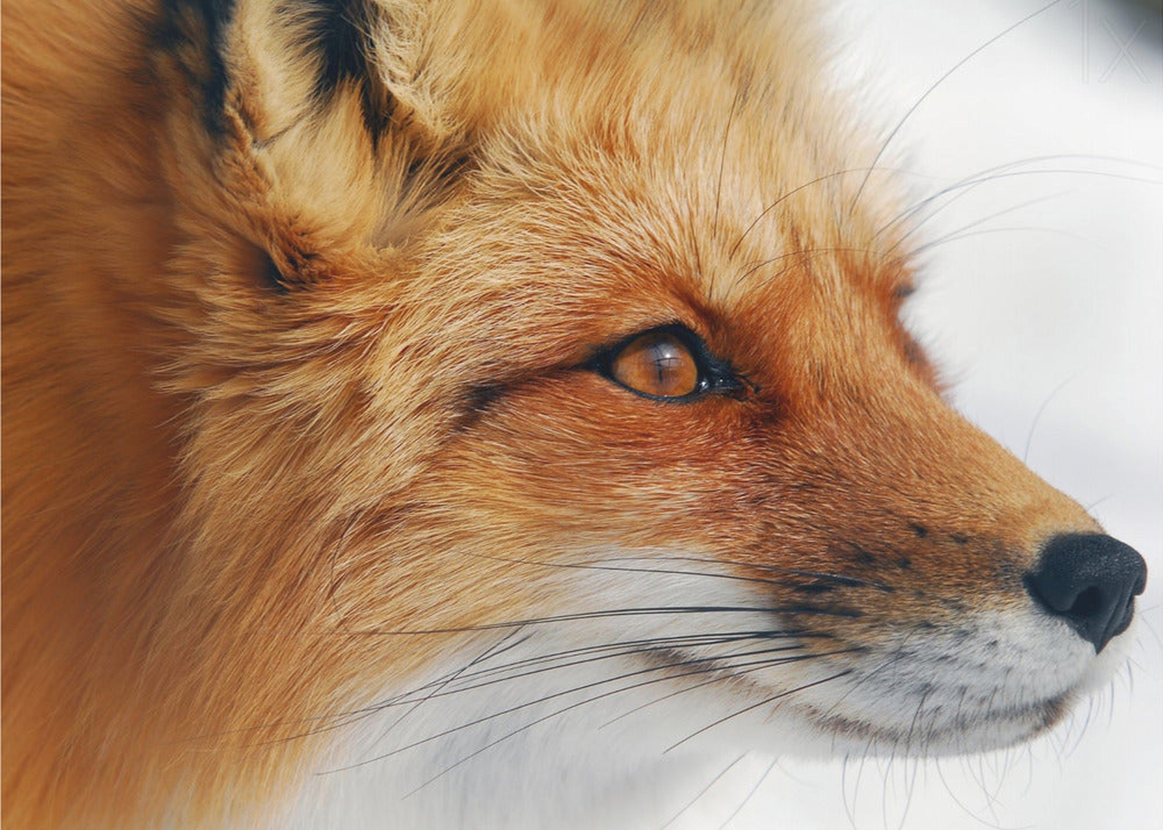 Red Fox