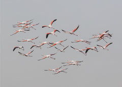 Djur Greater Flamingos in flight – kvalitetsprodukt för ett vackrare och mer hållbart hem
