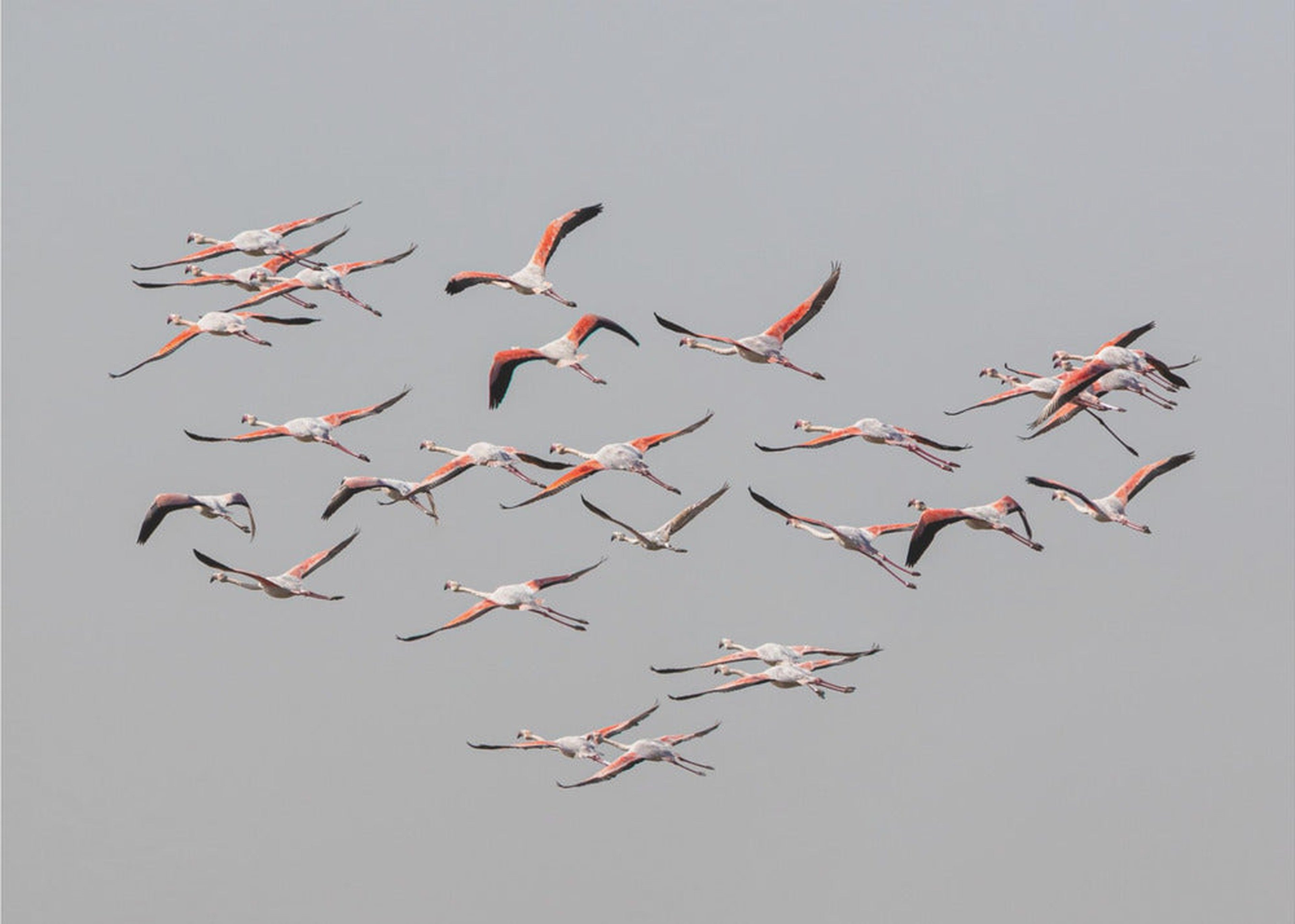 Greater Flamingos in flight