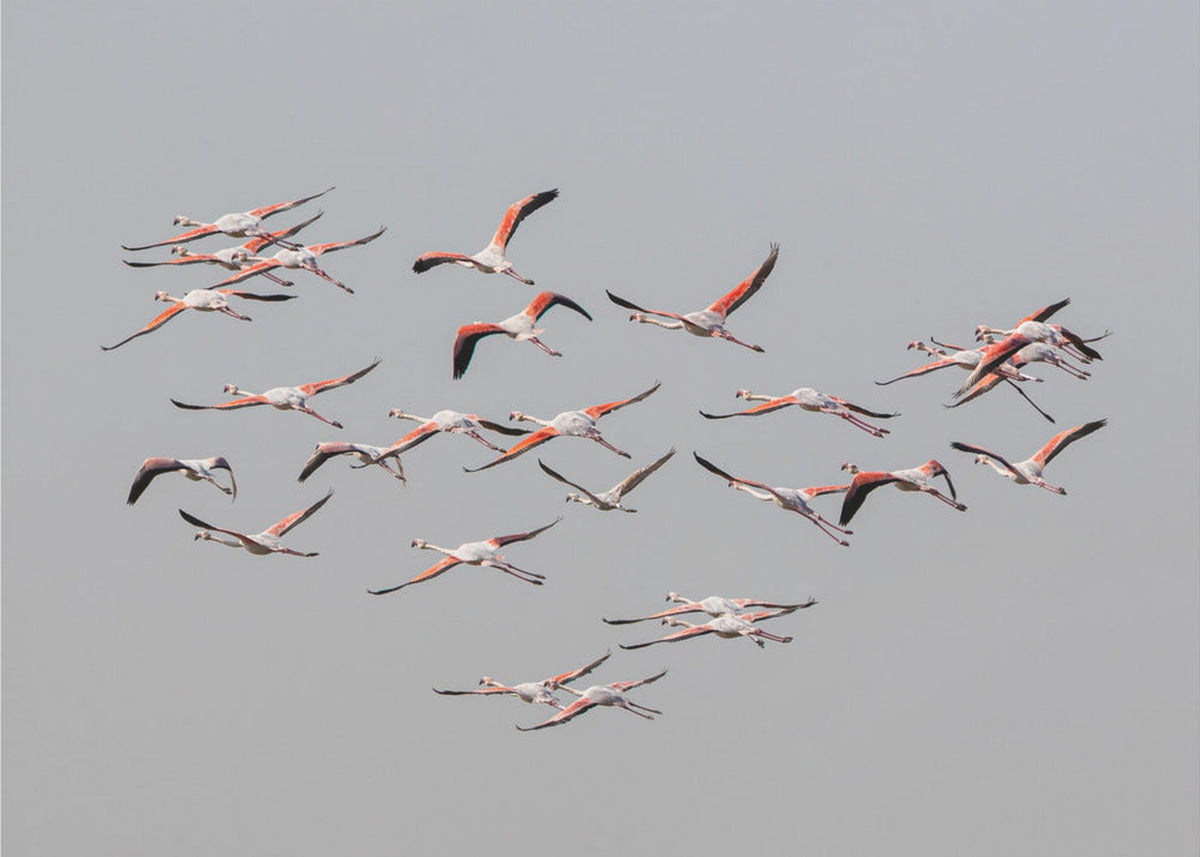 Greater Flamingos in flight