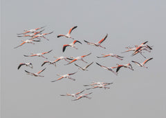 Djur Greater Flamingos in flight – kvalitetsprodukt för ett vackrare och mer hållbart hem