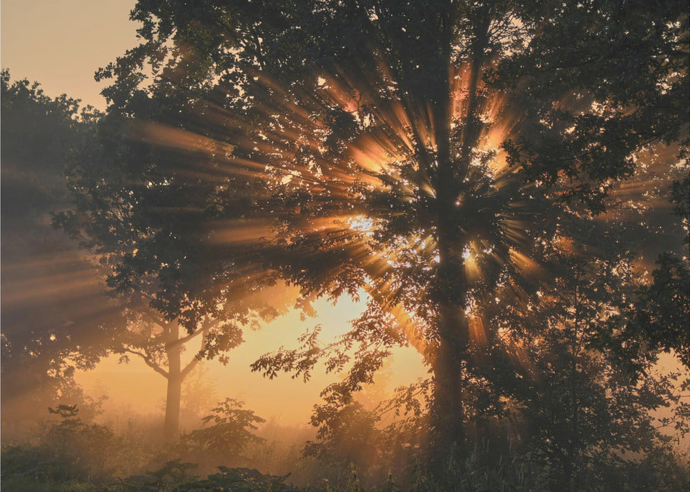 Burning Tree