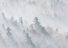 Skog The Fog of Silence The Fog of Illusion – kvalitetsprodukt för ett vackrare och mer hållbart hem