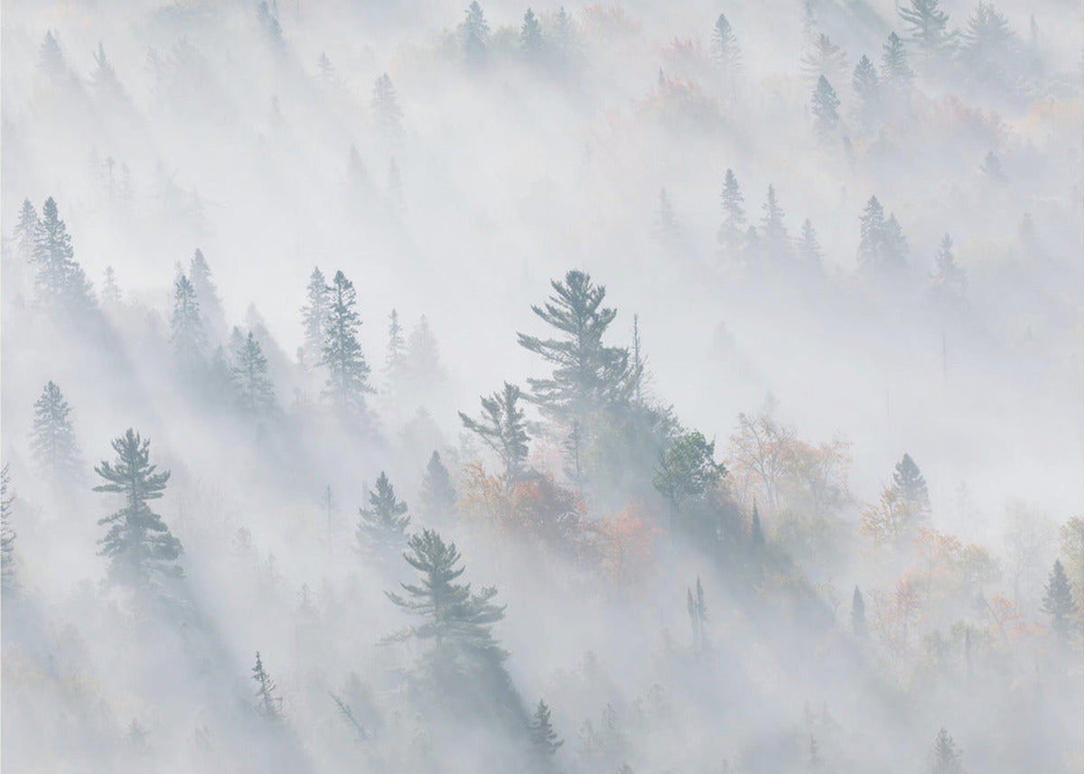 The Fog of Silence, The Fog of Illusion