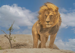 Djur The Lion King – kvalitetsprodukt för ett vackrare och mer hållbart hem