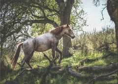 Sommar Hillside Horse - Häst i idyll fototapet – fototapet med unikt motiv som skapar en inspirerande fondvägg