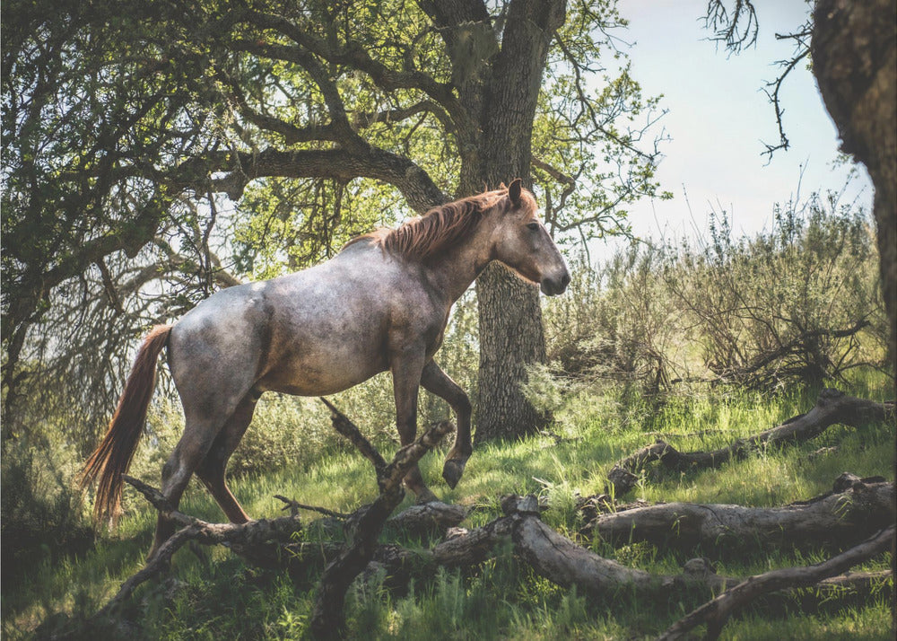 Hillside Horse - Hest i sommeridyll fototapet