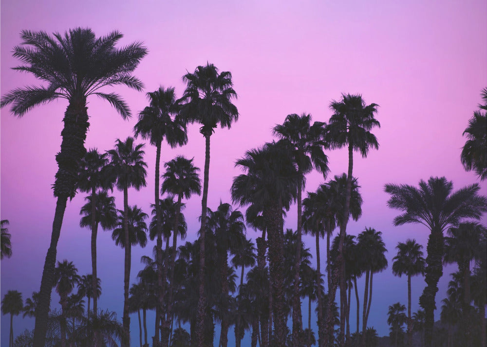 Palmer med rosa himmel