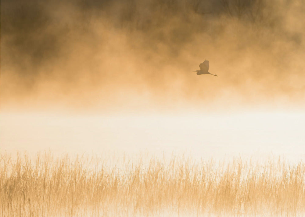 Morning Flight