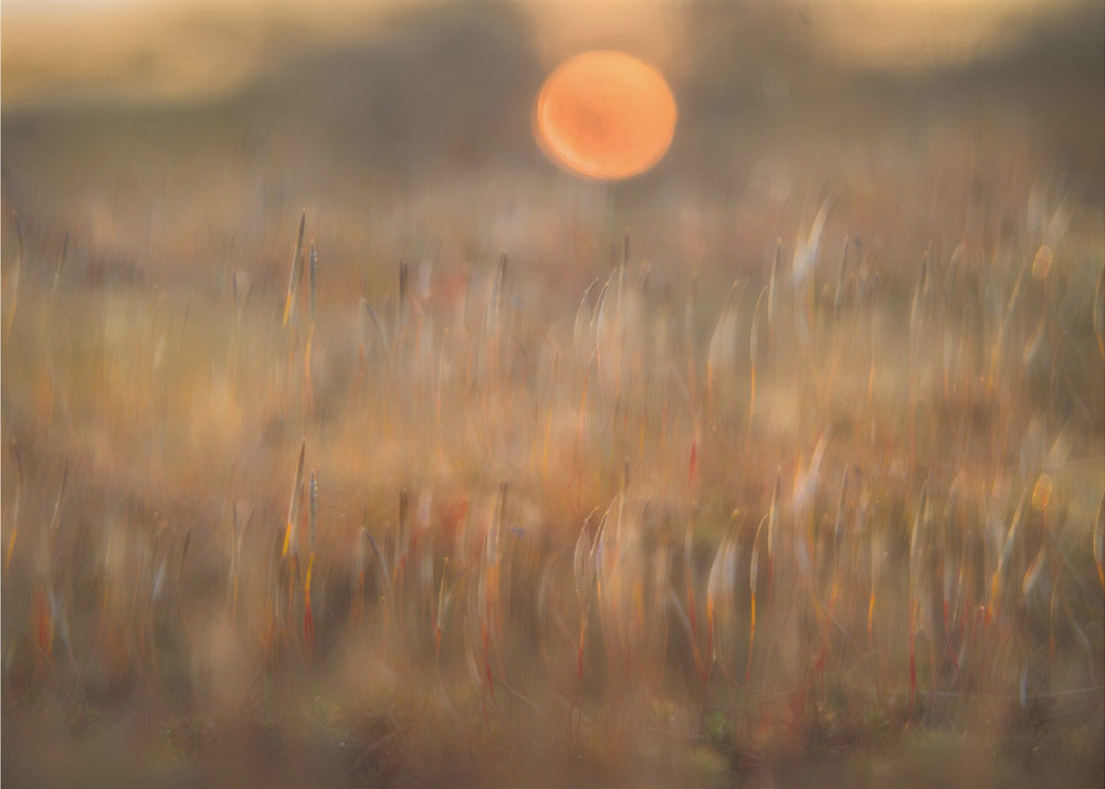 sunrise among the rough hair moss