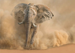 Djur Desertstorm – Majestätisk fototapet med elefant i Namibias öken – fototapet med unikt motiv som skapar en inspirerand...