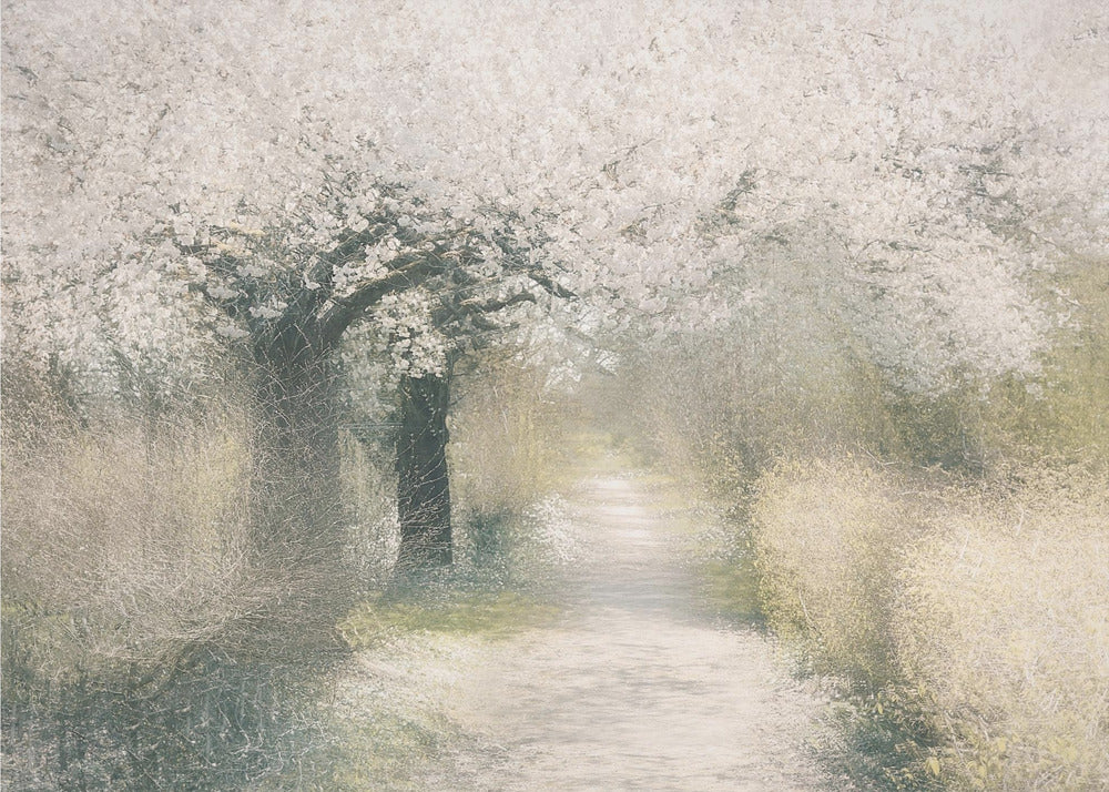 Kirsebærblomst