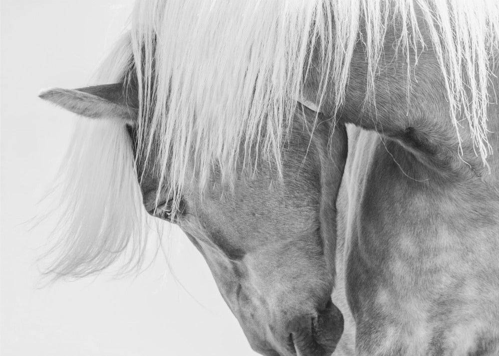 Haflinger Portrett - Fototapet med hest i svart-hvitt