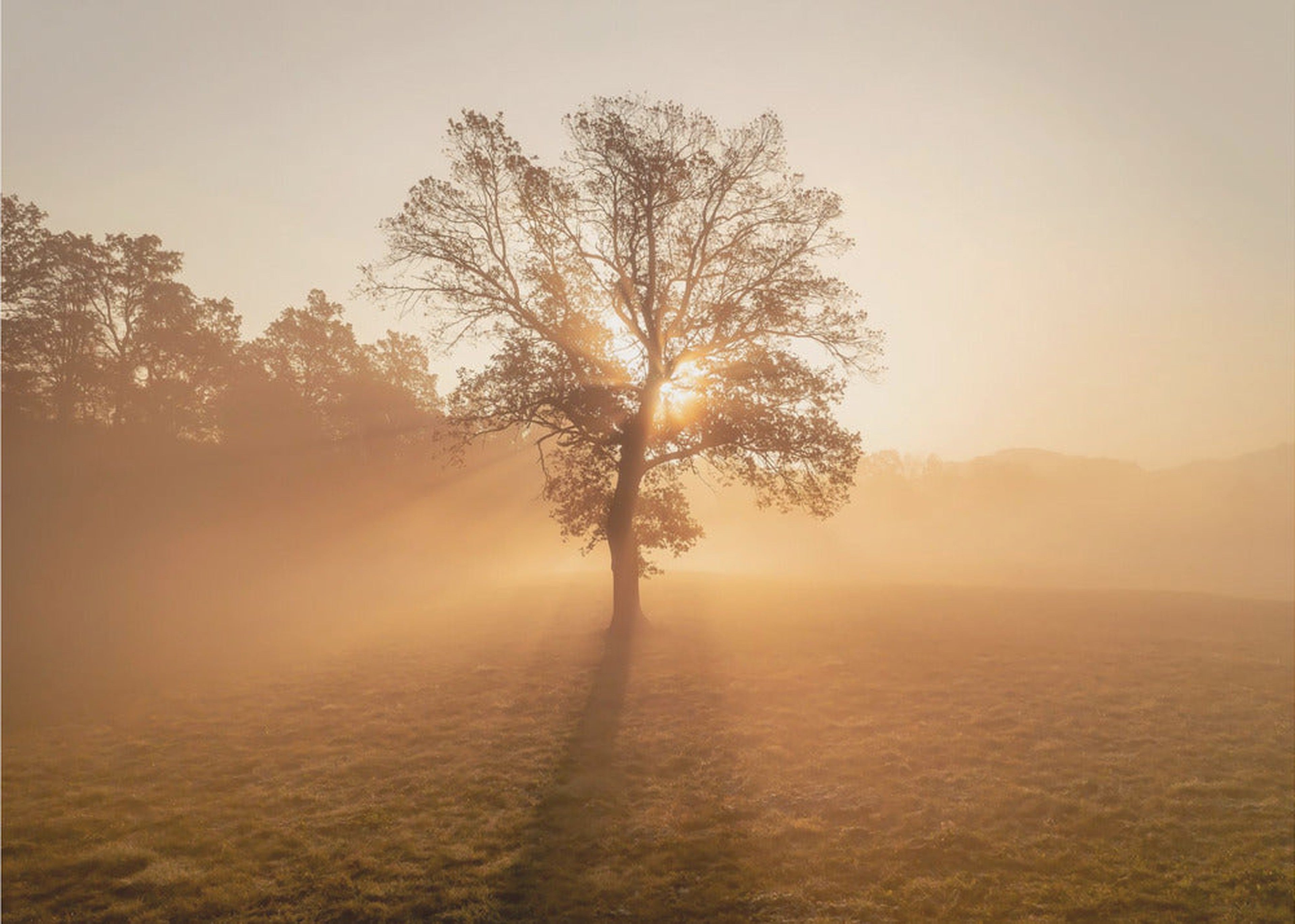 Lonely tree