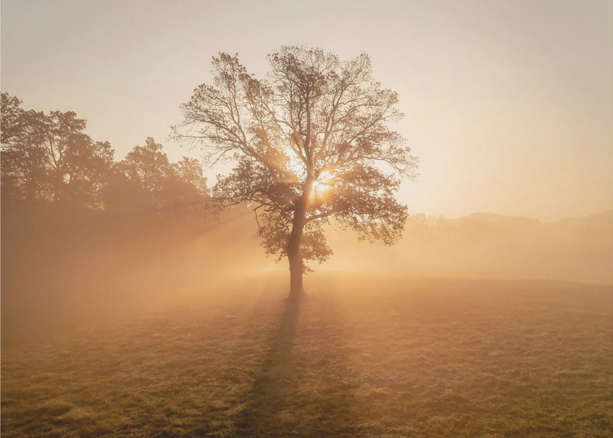 Lonely tree