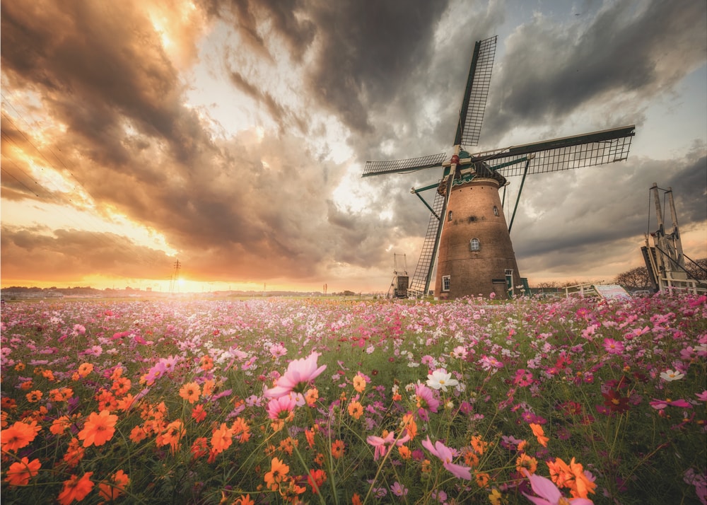 Dutch Windmill Cosmos Sunset