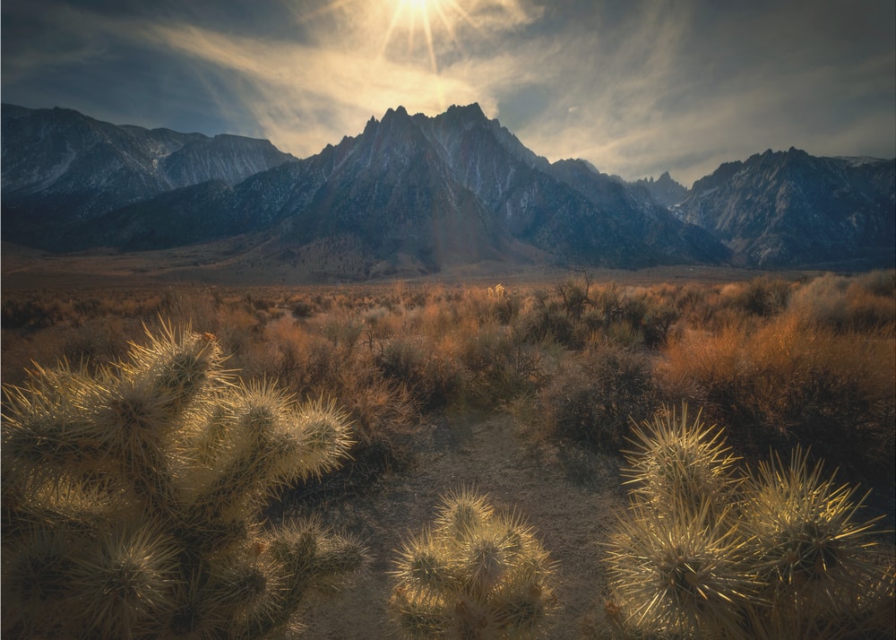 Golden Desert Landscape