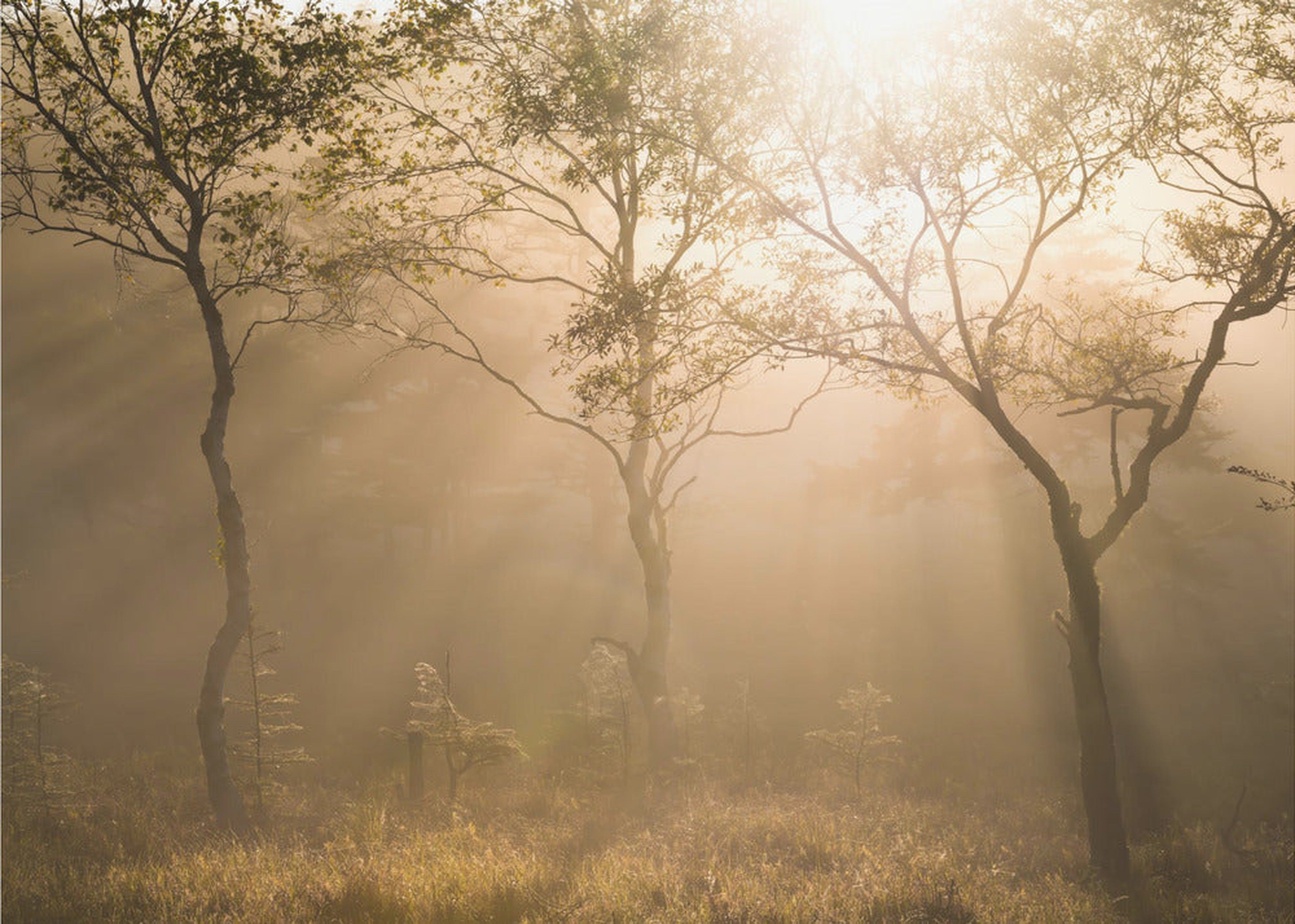 Three trees