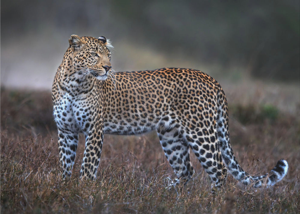 Leopard on the prowl